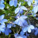 Imported Lobelia Flowers Blooming Covering Flore Outdoor 200 PCS Seeds Imported Lobelia Flowers Blooming Covering Flore Outdoor 200 PCS Seeds