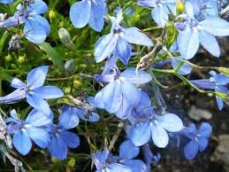 Imported Lobelia Flowers Blooming Covering Flore Outdoor 200 PCS Seeds