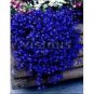 Imported Lobelia Flowers Blooming Covering Flore Outdoor 200 PCS Seeds
