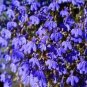 Imported Lobelia Flowers Blooming Covering Flore Outdoor 200 PCS Seeds