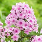 Imported Phlox Flower Bonsai Outdoor Rainbow Exotic Phlox Flower 100 PCS Seeds
