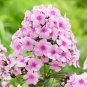 Imported Phlox Flower Bonsai Outdoor Rainbow Exotic Phlox Flower 100 PCS Seeds