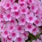 Imported Phlox Flower Bonsai Outdoor Rainbow Exotic Phlox Flower 100 PCS Seeds