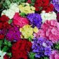 Imported Phlox Flower Bonsai Outdoor Rainbow Exotic Phlox Flower 100 PCS Seeds