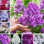 Imported Phlox Flower Bonsai Outdoor Rainbow Exotic Phlox Flower 100 PCS Seeds