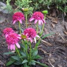 Imported Piccolino Bear Echinacea 100 PCS Seeds Imported Piccolino Bear Echinacea 100 PCS Seeds