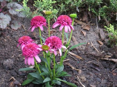 Imported Piccolino Bear Echinacea 100 PCS Seeds