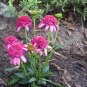 Imported Piccolino Bear Echinacea 100 PCS Seeds