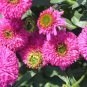 Imported Piccolino Bear Echinacea 100 PCS Seeds