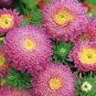 Imported Piccolino Bear Echinacea 100 PCS Seeds
