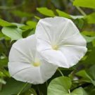 Imported Purely White Morning Glory 10 PCS Seeds Imported Purely White Morning Glory 10 PCS Seeds