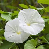 Imported Purely White Morning Glory 10 PCS Seeds