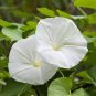Imported Purely White Morning Glory 10 PCS Seeds