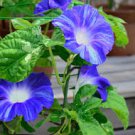 Imported Purple White Stripe Big Morning Glory 10 PCS Seeds