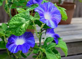 Imported Purple White Stripe Big Morning Glory 10 PCS Seeds