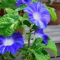 Imported Purple White Stripe Big Morning Glory 10 PCS Seeds