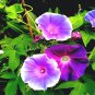 Imported Purple White Stripe Big Morning Glory 10 PCS Seeds