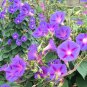 Imported Purple White Stripe Big Morning Glory 10 PCS Seeds