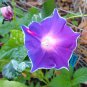 Imported Purple White Stripe Big Morning Glory 10 PCS Seeds