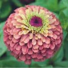 Imported Queen Red Lime Zinnia 50 PCS Seeds