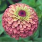 Imported Queen Red Lime Zinnia 50 PCS Seeds