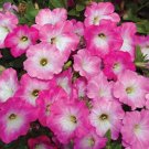 Imported Radiance Pink Morn Petunia Bonsai 100 PCS Seeds