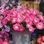 Imported Radiance Pink Morn Petunia Bonsai 100 PCS Seeds