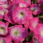 Imported Radiance Pink Morn Petunia Bonsai 100 PCS Seeds