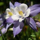 Imported Rare Double 'Twinkle' Dark Blue White Garden Columbine Flower 50 PCS Seeds Imported Rare Double 'Twinkle' Dark Blue White Garden Columbine Flower 50 PCS Seeds