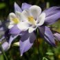 Imported Rare Double 'Twinkle' Dark Blue White Garden Columbine Flower 50 PCS Seeds