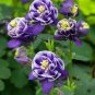 Imported Rare Double 'Twinkle' Dark Blue White Garden Columbine Flower 50 PCS Seeds