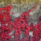 Imported Red Ivy Climbing Plant 10 PCS Seeds Imported Red Ivy Climbing Plant 10 PCS Seeds