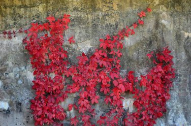 Imported Red Ivy Climbing Plant 10 PCS Seeds