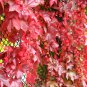 Imported Red Ivy Climbing Plant 10 PCS Seeds