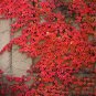 Imported Red Ivy Climbing Plant 10 PCS Seeds