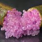 Imported Rose Pink Bliss Finger Lime Plant 10 PCS seeds