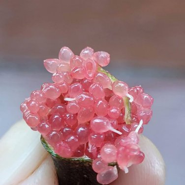 Imported Rose Red Finger Lime Pomegrante Plant 10 PCS Seeds