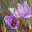 Imported Saffron Flower Plants 200 PCS Seeds Imported Saffron Flower Plants 200 PCS Seeds