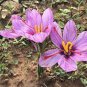 Imported Saffron Flower Plants 200 PCS Seeds