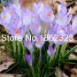 Imported Saffron Flower Plants 200 PCS Seeds
