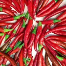 Imported Thai Eugonic Red Line Chili Pepper 200 PCS Seeds Imported Thai Eugonic Red Line Chili Pepper 200 PCS Seeds