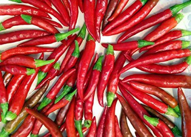 Imported Thai Eugonic Red Line Chili Pepper 200 PCS Seeds