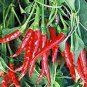 Imported Thai Eugonic Red Line Chili Pepper 200 PCS Seeds