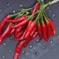 Imported Thai Eugonic Red Line Chili Pepper 200 PCS Seeds