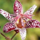 Imported Toad Lily Plant Outdoor Charming Perennial Bonsai 100 PCS Seeds Imported Toad Lily Plant Outdoor Charming Perennial Bonsai 100 PCS Seeds