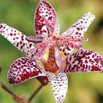 Imported Toad Lily Plant Outdoor Charming Perennial Bonsai 100 PCS Seeds