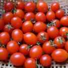 Imported Tomato Seeds Professional Pack organic bright red middle fruits 100 PCS Seeds Imported Tomato Seeds Professional Pack organic bright red middle fruits 100 PCS Seeds