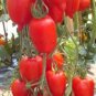 Imported Tomato Seeds Professional Pack organic bright red middle fruits 100 PCS Seeds