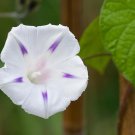 Imported White Morning Glory with Purple Spot Flowers 10 PCS Seeds Imported White Morning Glory with Purple Spot Flowers 10 PCS Seeds