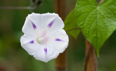 Imported White Morning Glory with Purple Spot Flowers 10 PCS Seeds